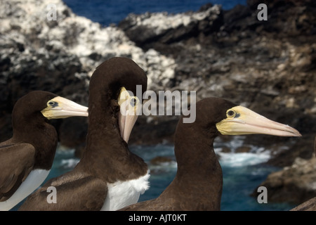 Brown boobies Sula leucogaster Saint Pierre et de Saint Paul roches, Brésil, Océan Atlantique Banque D'Images