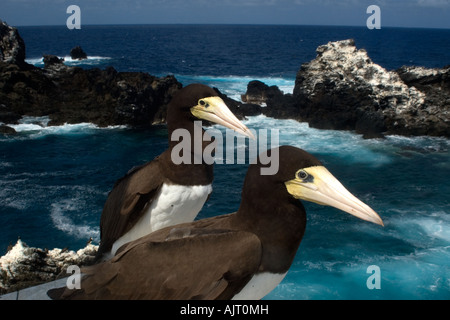 Brown boobies Sula leucogaster Saint Pierre et de Saint Paul roches, Brésil, Océan Atlantique Banque D'Images