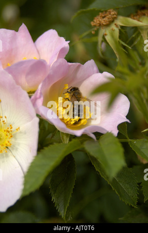 La collecte du pollen d'une guêpe dog rose Banque D'Images