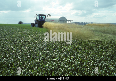 Tracteur avec l'épandage de lisier de bovins Tramspreader sur blé de printemps Hampshire Banque D'Images