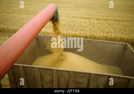 À la décharge du tube vers le bas à combiner le grain de blé d'une remorque Banque D'Images