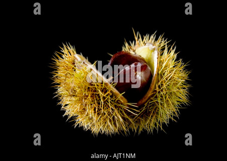 Ouvrir le châtaignier, Castanea sativa, montrant les fruits mûrs à l'intérieur. Banque D'Images
