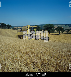 New Holland TX64 combiner la récolte la récolte d'orge d'hiver Devon Banque D'Images