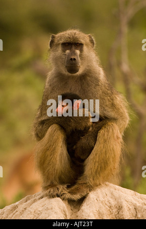 Babouin adultes hibou rose holding baby baboon sur Mombo Île dans le Delta de l'Okavango au Botswana Banque D'Images