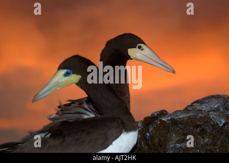 Brown boobies Sula leucogaster couple à la tombée de la Saint Pierre et de Saint Paul roches, Brésil, Océan Atlantique Banque D'Images