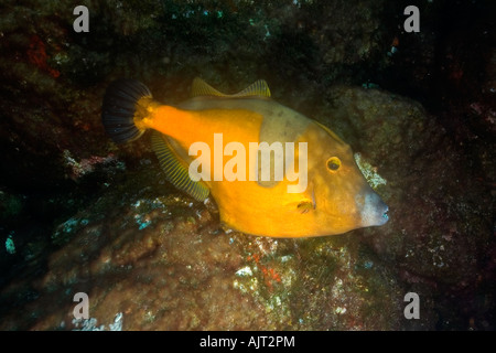 Whitespotted Cantherhines macrocerus balistes phase orange Saint Pierre et de Saint Paul roches, Brésil, Océan Atlantique Banque D'Images