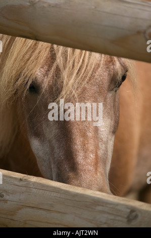 Pony à par quelques barres de bois Banque D'Images