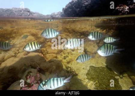 Abudefduf saxatilis sergents-majors dans la piscine couverte de marée incrustant zoanthid Saint Pierre et de Saint Paul roches, Brésil Banque D'Images