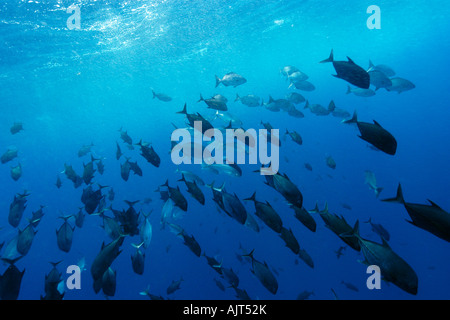 Black jacks porteur bleu et tubes plissés Caranx lugubris Carangoides crysos sectatrix Kyphosus et scolarisation dans l'eau ouverte Brésil Banque D'Images