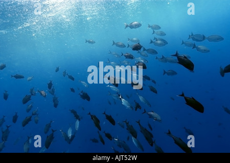 Black jacks porteur bleu et tubes plissés Caranx lugubris Carangoides crysos sectatrix Kyphosus et scolarisation dans l'eau ouverte Brésil Banque D'Images