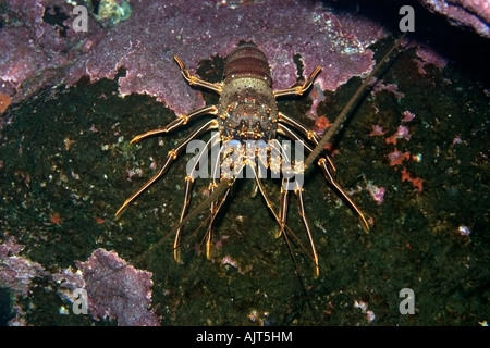 La langouste Panulirus echinatus brun Saint Pierre et de Saint Paul roches, Brésil, Océan Atlantique Banque D'Images