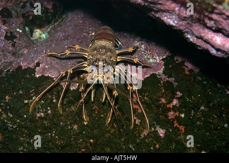 La langouste Panulirus echinatus brun Saint Pierre et de Saint Paul roches, Brésil, Océan Atlantique Banque D'Images