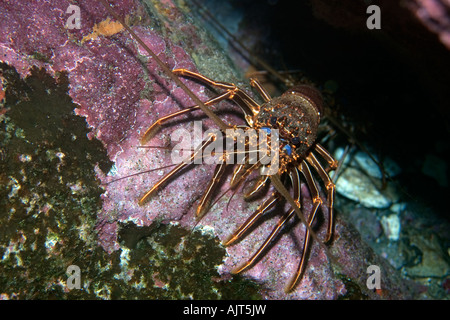 La langouste Panulirus echinatus brun Saint Pierre et de Saint Paul roches, Brésil, Océan Atlantique Banque D'Images