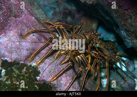 La langouste Panulirus echinatus brun Saint Pierre et de Saint Paul roches, Brésil, Océan Atlantique Banque D'Images