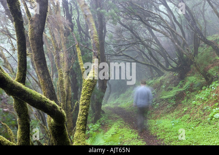 Espagne, Canaries, El Hierro, vue de la forêt humide Monteverde et le sentier de randonnée Camino de San Salvador Banque D'Images