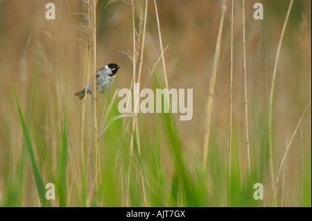 Reed bunting mâle perché entre les roseaux, les marais à Sawbridgeworth, Essex Banque D'Images