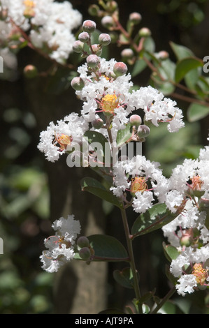 Crepe myrtle Lagerstroemia indica fleurs blanches Italie Banque D'Images