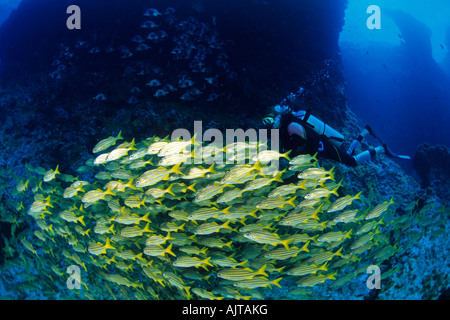 Scuba Diver avec banc de l'achigan à petite bouche grunt Johnrandallia chrysargyreum Fernando de Noronha Brésil Atlantique Banque D'Images