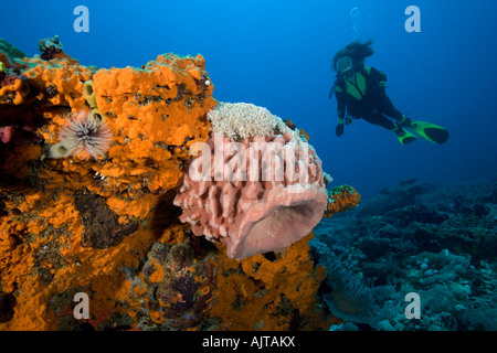Scuba Diver et baril éponge Xestospongia sp Lombok en Indonésie de l'Océan Indien Banque D'Images