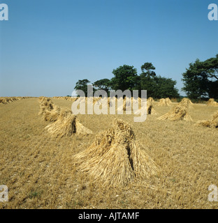 Longues lavoilages de blé ou de gerbes à paille après la récolte du Hampshire Banque D'Images