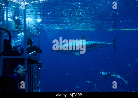 Plongeurs dans shark cage avec le grand requin blanc Carcharodon carcharias encerclant l'île Guadalupe Mexique de l'Océan Pacifique Banque D'Images