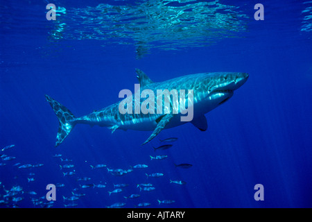 Grand requin blanc Carcharodon carcharias Océan Pacifique île Guadalupe Mexique Banque D'Images