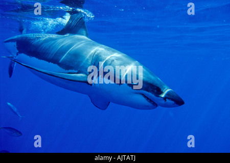 Grand requin blanc Carcharodon carcharias Océan Pacifique île Guadalupe Mexique Banque D'Images