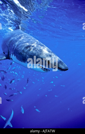 Grand requin blanc Carcharodon carcharias Océan Pacifique île Guadalupe Mexique Banque D'Images