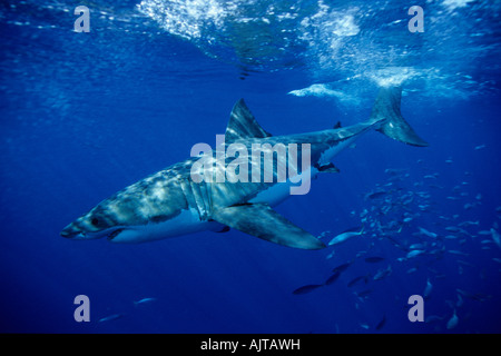 Grand requin blanc Carcharodon carcharias Océan Pacifique île Guadalupe Mexique Banque D'Images