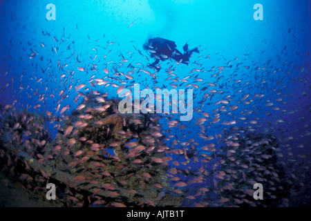 Scuba Diver et banc de fairy basslet sur l'Amoco Milford Haven naufrage de pétroliers Ligurie Italie Mer Méditerranée Banque D'Images