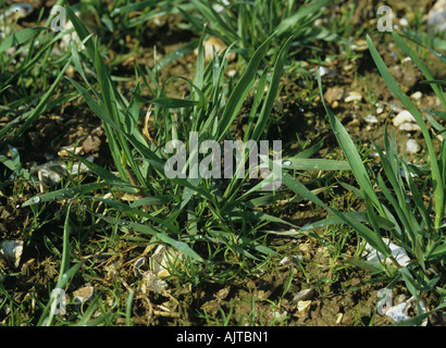 Meadow grass annuel Poa annua semis en blé semis Banque D'Images