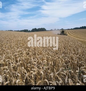 Moissonneuse-batteuse New Holland la récolte d'une bonne récolte de blé sur une journée d'été poussiéreux à sec Banque D'Images
