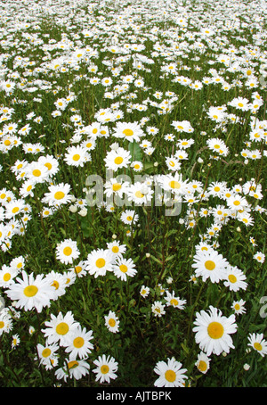 Domaine de l'ox eye daisies Chrysanthemum leucanthemum Banque D'Images