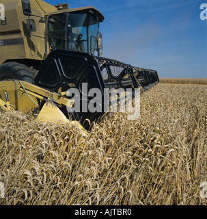 Close up de coupe sur la moissonneuse-batteuse New Holland la récolte d'une culture de blé mûrs Banque D'Images
