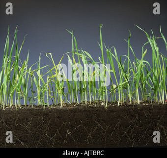 Réservoir d'orge en verre verso montrant les bénévoles des mauvaises herbes annuelles par le glyphosate mourir Banque D'Images