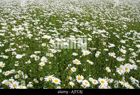 Domaine de l'ox eye daisies Chrysanthmum Leucanthemum Banque D'Images