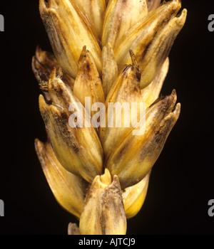 Oreille de blé infectée par le blotch de glume (Phaeosphaeria nodorum) Banque D'Images