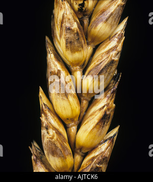 Oreille de blé infectée par le blotch de glume (Phaeosphaeria nodorum) Banque D'Images