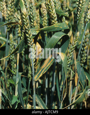 Septoria taches foliaires (Phaeosphaeria nodorum) lésions sur les feuilles de blé feuilles drapeau Banque D'Images