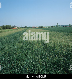 Voir l'infestation grave de blackgrass Alopecurus myosuroides floraison dans une récolte de blé Banque D'Images