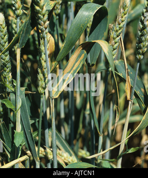 Lésions de la tache foliaire de Septoria (Phaeosphaeria nodorum) sur les feuilles supérieures des cultures de blé en phase de maturation Banque D'Images