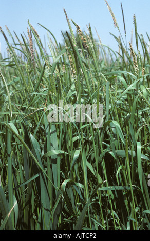 Blackgrass Alopecurus myosuroides floraison dans l'étape de la récolte de blé à la feuille étendard Banque D'Images