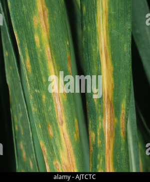 Lésions de la tache foliaire de Septoria (Phaeosphaeria nodorum) sur les feuilles de blé Banque D'Images