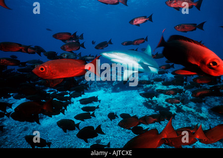 Un requin gris de récif Carcharhinus amblyrynchos nage à travers une école de Priacanthus hamrur Bigeyes Crescent Tail Banque D'Images