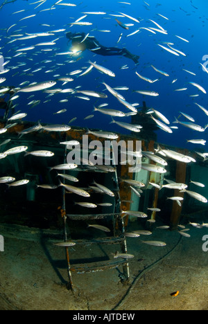 La plongée sur épave MV Cominoland Mer Méditerranée Gozo Banque D'Images