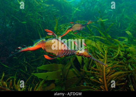 Deux Weedy Sea Dragon : Phyllopteryx taeniolatus Tasmanie Australie Banque D'Images