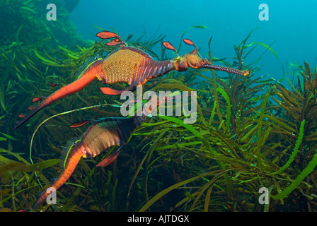Deux Weedy Sea Dragon : Phyllopteryx taeniolatus Tasmanie Australie Banque D'Images