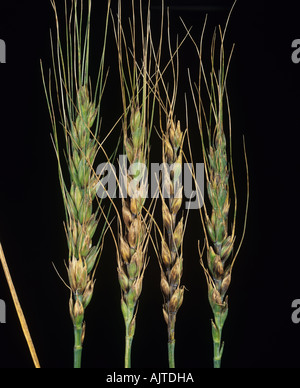 Lésions du blotch de glume (Phaeosphaeria nodorum) sur les oreilles du blé barbu Banque D'Images