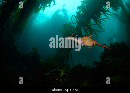 Sea Dragon de mauvaises herbes : Phyllopteryx taeniolatus Tasmanie Australie Banque D'Images