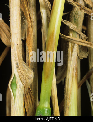 Lésion de la vraie pieule ou de la pourriture des pieds de la paille (Tapesia yallundae) sur le blé Banque D'Images